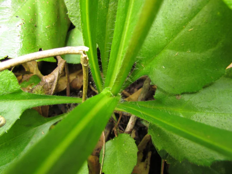 Exostigma notobellidastrum (9)