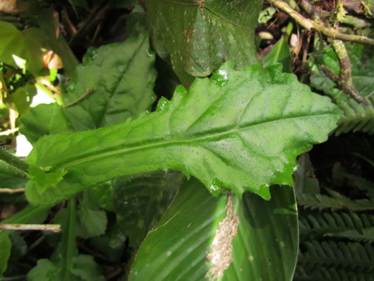Exostigma notobellidastrum (7)