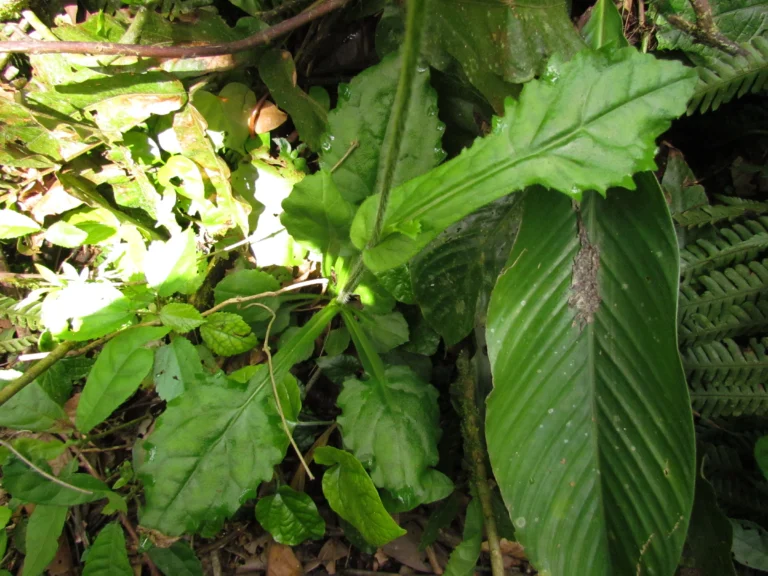 Exostigma notobellidastrum (8)