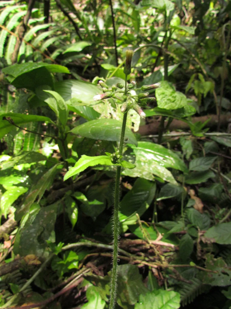Exostigma notobellidastrum (6)
