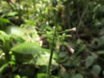 Exostigma notobellidastrum (4)