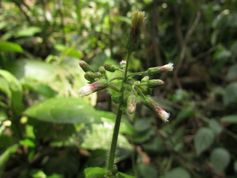 Exostigma notobellidastrum (4)