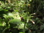 Exostigma notobellidastrum (5)