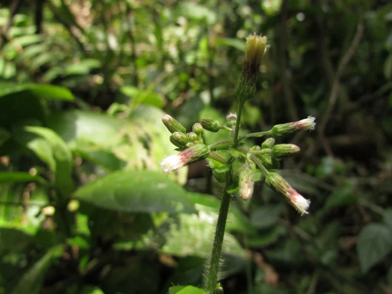 Exostigma notobellidastrum (5)