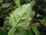 Exostigma notobellidastrum (2)