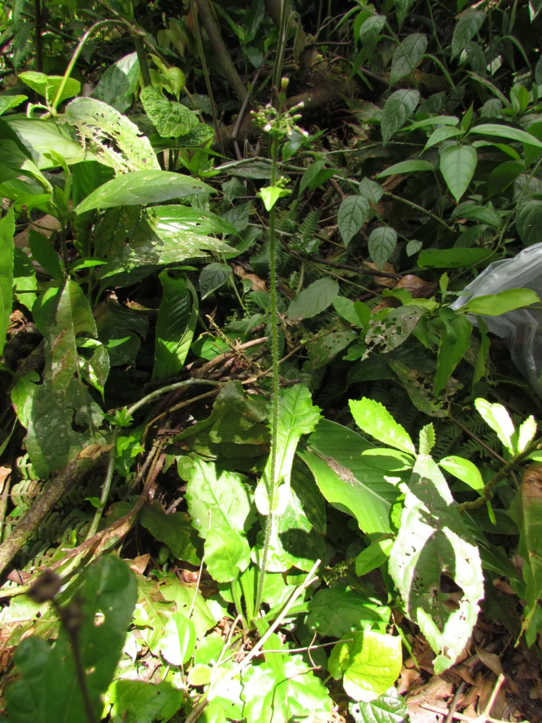 Exostigma notobellidastrum (3)