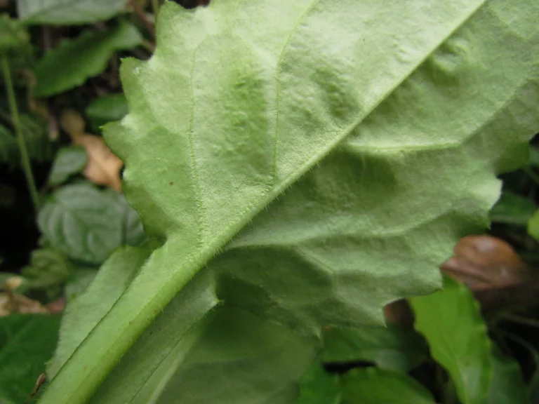 Exostigma notobellidastrum (1)