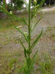 Conyza sumatrensis (30)