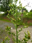 Conyza sumatrensis (25)