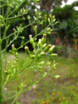 Conyza sumatrensis (19)
