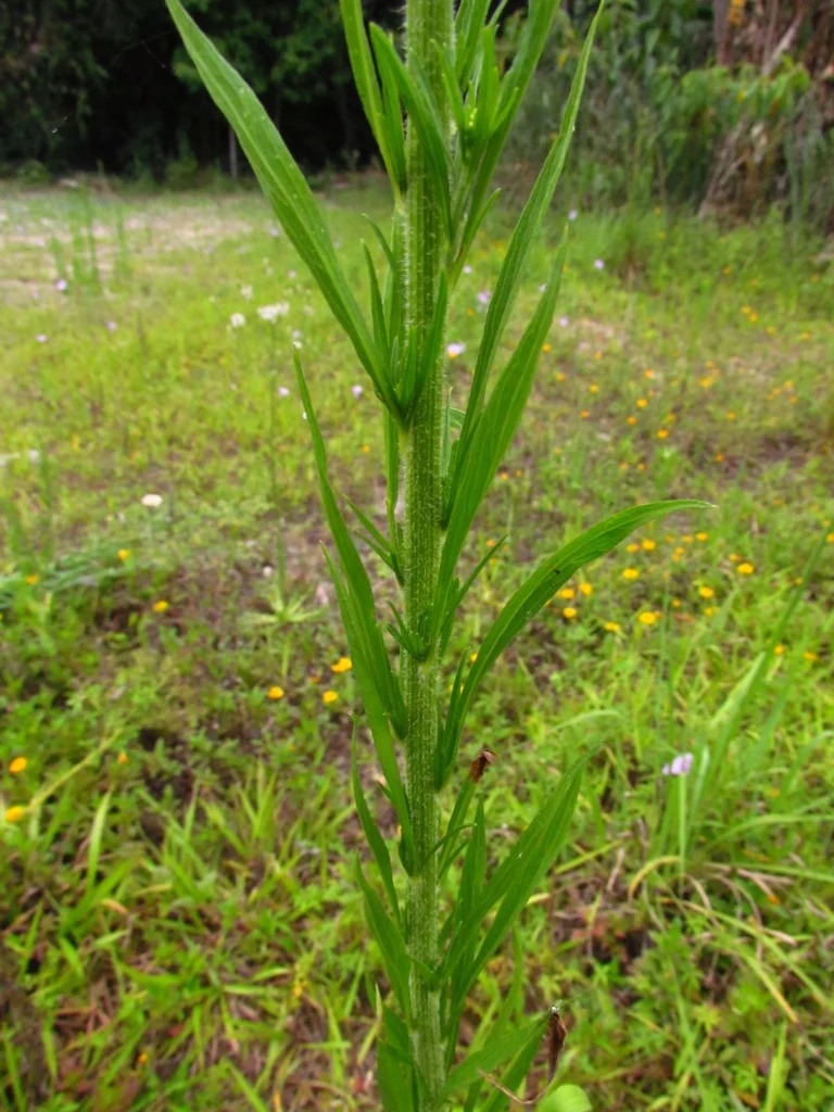 Conyza sumatrensis (9)