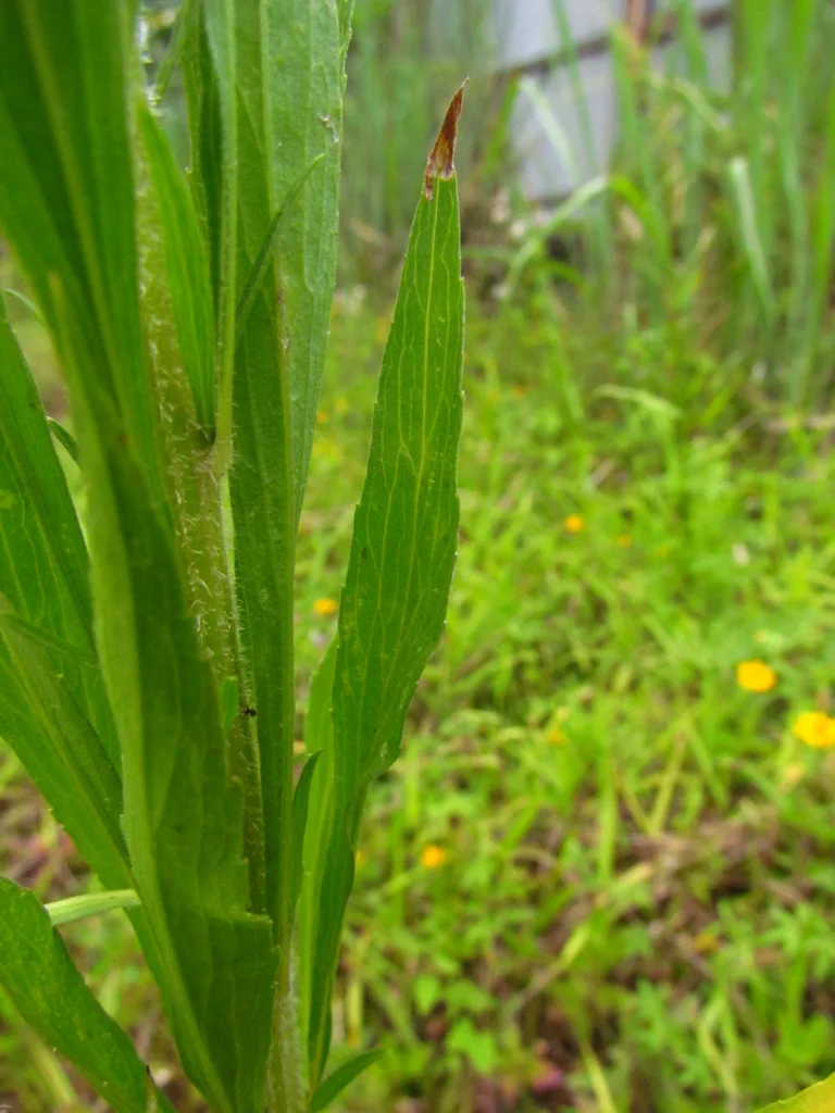 Conyza sumatrensis (6)