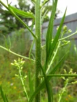 Conyza sumatrensis (4)