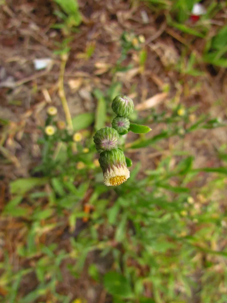Conyza primulifolia (40)