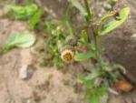 Conyza primulifolia (39)