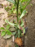Conyza primulifolia (36)