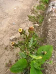 Conyza primulifolia (34)