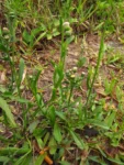 Conyza primulifolia (29)