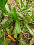 Conyza primulifolia (30)