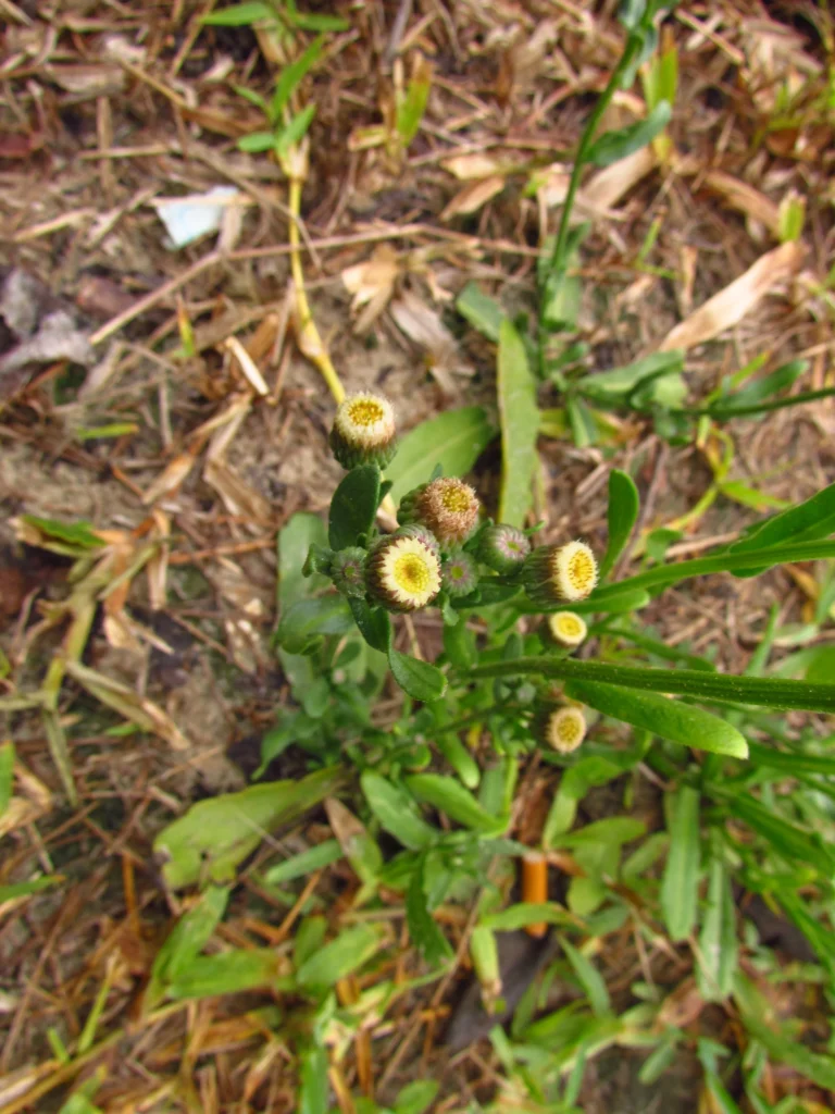 Conyza primulifolia (27)