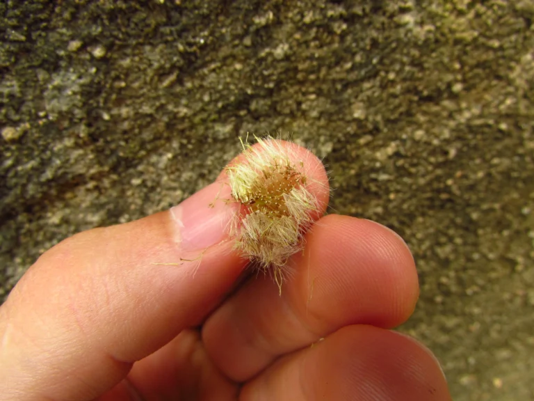 Conyza primulifolia (14)