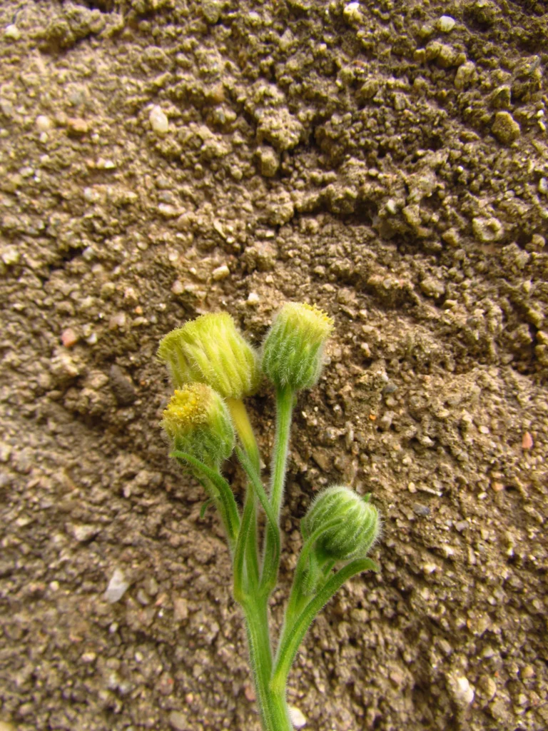 Conyza primulifolia (10)