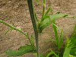 Conyza primulifolia (7)