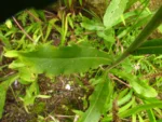 Conyza primulifolia (2)