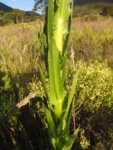 Conyza macrophylla (11)