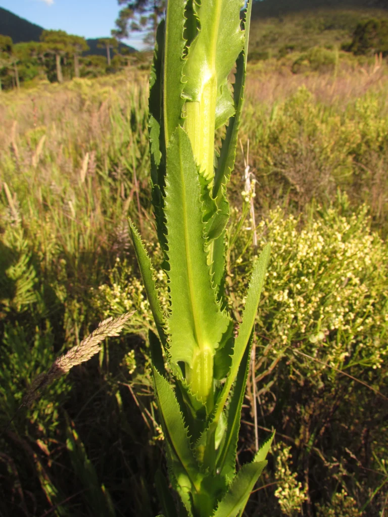 Conyza macrophylla (11)