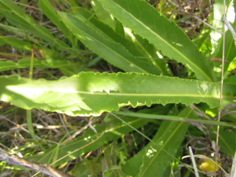 Conyza macrophylla (9)