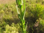 Conyza macrophylla (7)