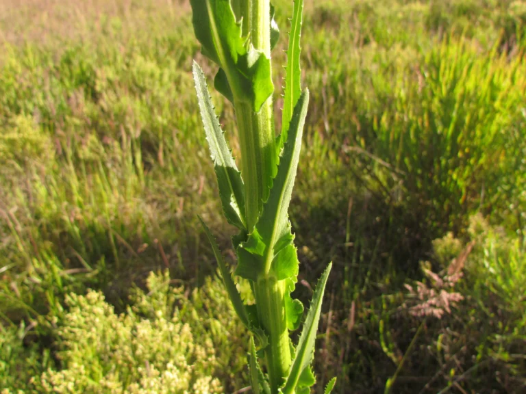 Conyza macrophylla (7)