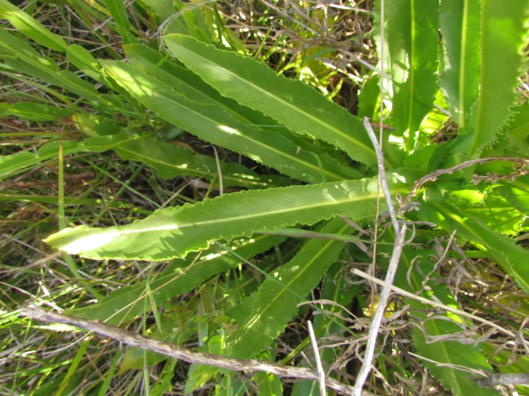 Conyza macrophylla (8)