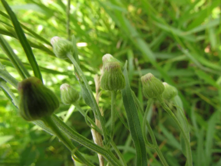 Conyza bonariensis (10)