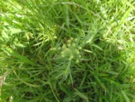Conyza bonariensis (8)