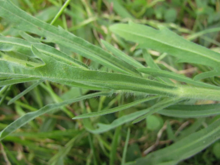 Conyza bonariensis (5)