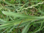 Conyza bonariensis (6)