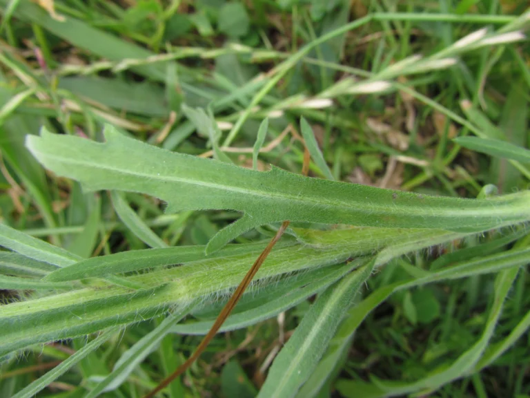Conyza bonariensis (6)