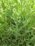 Conyza bonariensis (4)