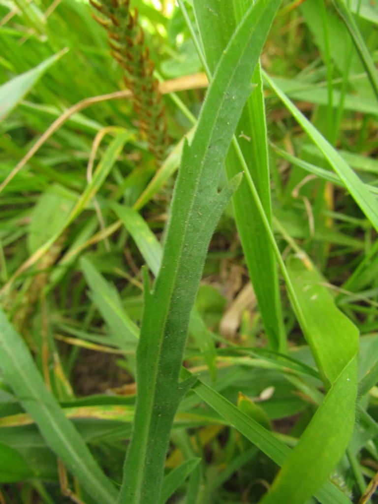 Conyza bonariensis (2)