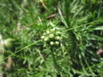 Conyza blakei (9)