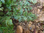 Soliva anthemifolia (9)
