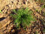 Soliva anthemifolia (7)