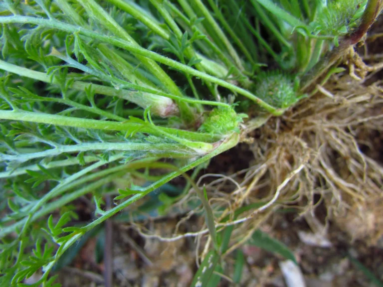 Soliva anthemifolia (6)