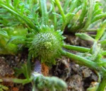Soliva anthemifolia (4)