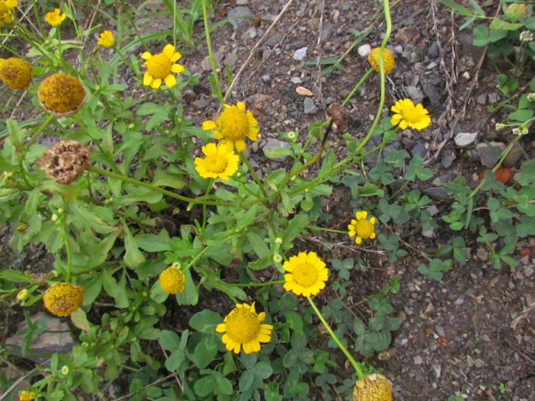 Coleostephus myconis (8)