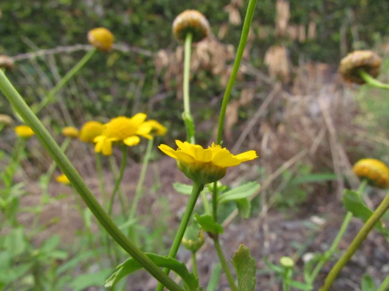 Coleostephus myconis (9)