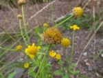 Coleostephus myconis (7)