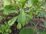Coleostephus myconis (5)
